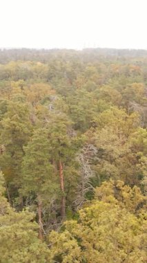 Sonbaharda birçok ağacın olduğu bir ormanın dikey videosu