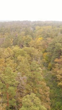 Sonbaharda birçok ağacın olduğu bir ormanın dikey videosu