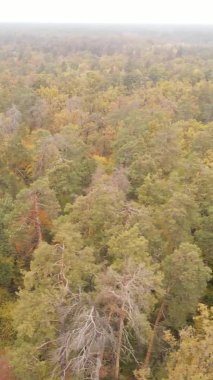 Sonbaharda birçok ağacın olduğu bir ormanın dikey videosu