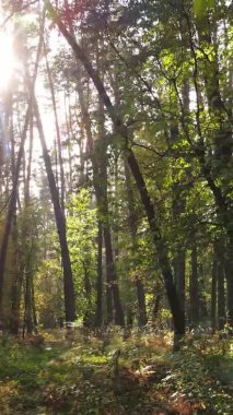 Sonbaharda birçok ağacın olduğu bir ormanın dikey videosu