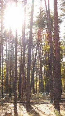 Sonbaharda birçok ağacın olduğu bir ormanın dikey videosu