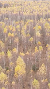 Sonbaharda birçok ağacın olduğu bir ormanın dikey videosu