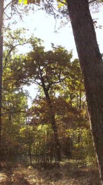 Sonbaharda birçok ağacın olduğu bir ormanın dikey videosu