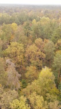 Sonbaharda birçok ağacın olduğu bir ormanın dikey videosu