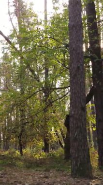 Sonbaharda birçok ağacın olduğu bir ormanın dikey videosu