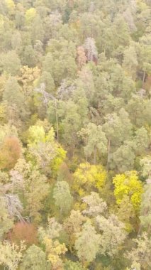 Sonbaharda birçok ağacın olduğu bir ormanın dikey videosu