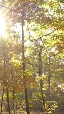 Sonbaharda birçok ağacın olduğu bir ormanın dikey videosu