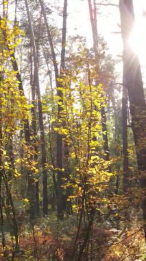 Sonbaharda birçok ağacın olduğu bir ormanın dikey videosu