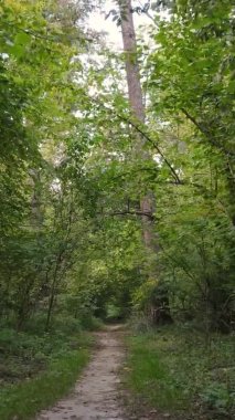 Sonbaharda birçok ağacın olduğu bir ormanın dikey videosu