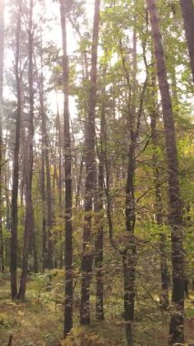 Sonbaharda birçok ağacın olduğu bir ormanın dikey videosu