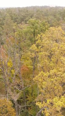 Sonbaharda birçok ağacın olduğu bir ormanın dikey videosu