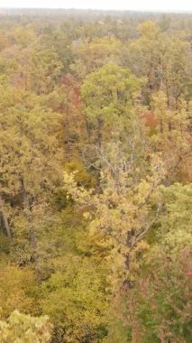 Sonbaharda birçok ağacın olduğu bir ormanın dikey videosu