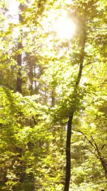 Sonbaharda birçok ağacın olduğu bir ormanın dikey videosu