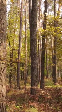 Sonbaharda birçok ağacın olduğu bir ormanın dikey videosu