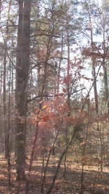 Sonbaharda birçok ağacın olduğu bir ormanın dikey videosu