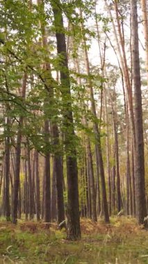 Sonbaharda birçok ağacın olduğu bir ormanın dikey videosu