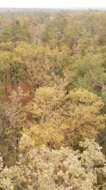 Sonbaharda birçok ağacın olduğu bir ormanın dikey videosu