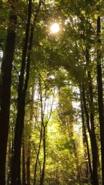 Sonbaharda birçok ağacın olduğu bir ormanın dikey videosu