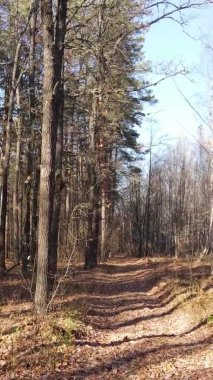 Sonbaharda birçok ağacın olduğu bir ormanın dikey videosu