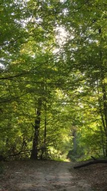 Sonbaharda birçok ağacın olduğu bir ormanın dikey videosu