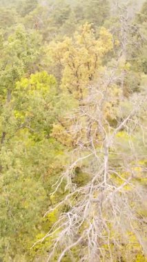 Sonbaharda birçok ağacın olduğu bir ormanın dikey videosu