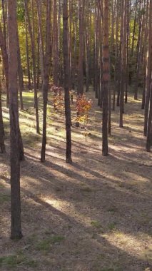 Sonbaharda birçok ağacın olduğu bir ormanın dikey videosu