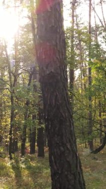 Sonbaharda birçok ağacın olduğu bir ormanın dikey videosu