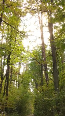 Sonbaharda birçok ağacın olduğu bir ormanın dikey videosu