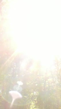 Sonbaharda birçok ağacın olduğu bir ormanın dikey videosu