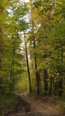 Sonbaharda birçok ağacın olduğu bir ormanın dikey videosu