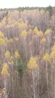 Sonbaharda birçok ağacın olduğu bir ormanın dikey videosu