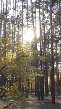 Sonbaharda birçok ağacın olduğu bir ormanın dikey videosu