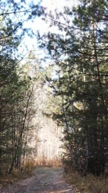 Sonbaharda birçok ağacın olduğu bir ormanın dikey videosu