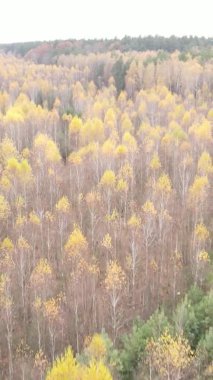 Sonbaharda birçok ağacın olduğu bir ormanın dikey videosu