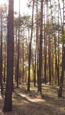 Sonbaharda birçok ağacın olduğu bir ormanın dikey videosu