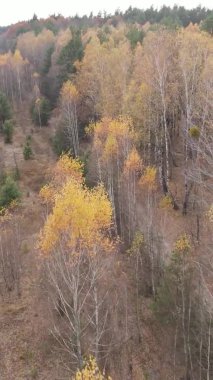 Sonbaharda birçok ağacın olduğu bir ormanın dikey videosu