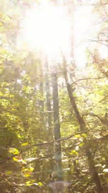 Sonbaharda birçok ağacın olduğu bir ormanın dikey videosu