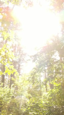 Sonbaharda birçok ağacın olduğu bir ormanın dikey videosu