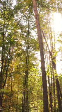 Sonbaharda birçok ağacın olduğu bir ormanın dikey videosu