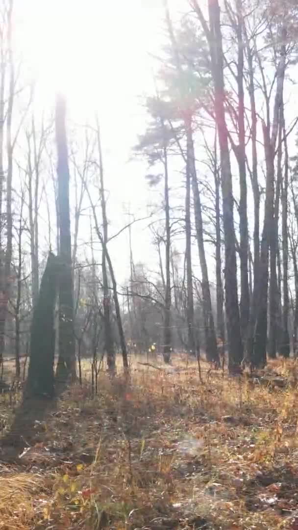 Вертикальное Видео Осеннего Леса Течение Дня Украине — стоковое видео