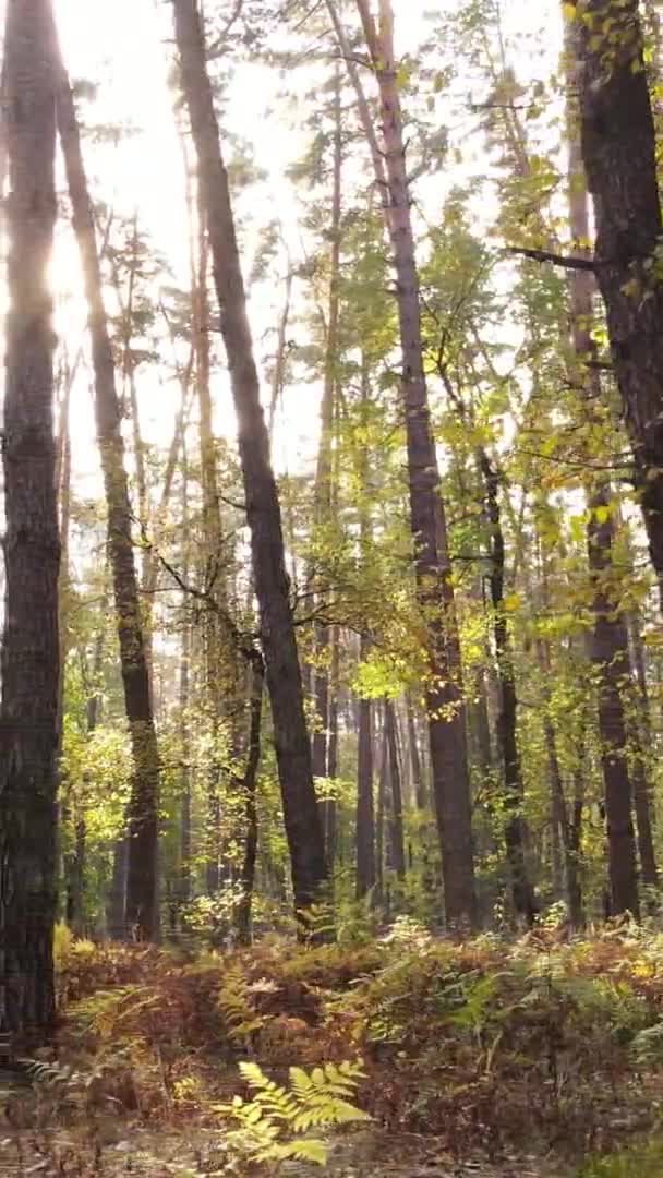 Vertikales Video Eines Waldes Mit Vielen Bäumen Herbst — Stockvideo