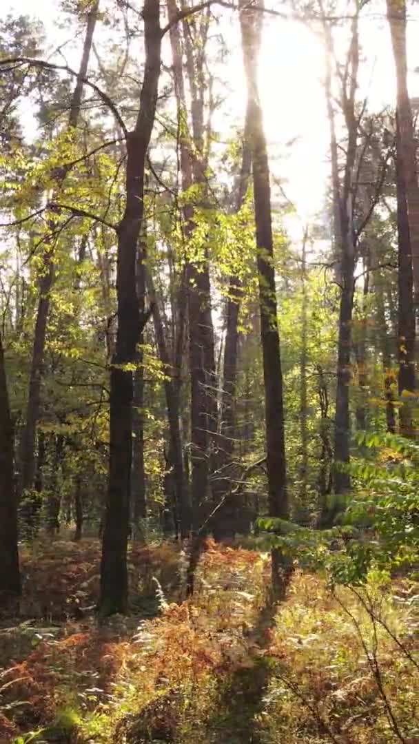 Vídeo Vertical Bosque Con Muchos Árboles Otoño — Vídeos de Stock