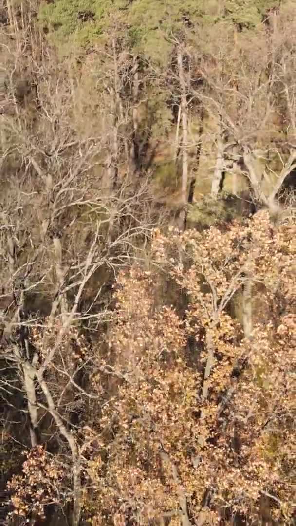 Вертикальне Відео Лісу Багатьма Деревами Восени — стокове відео