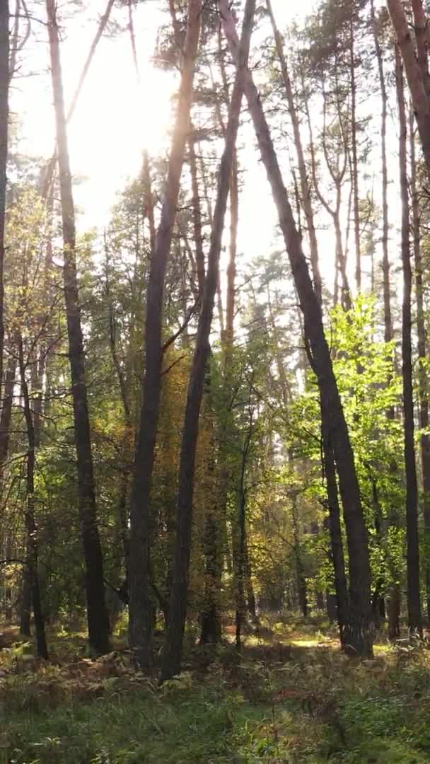Κάθετη Βίντεο Ενός Δάσους Πολλά Δέντρα Φθινόπωρο — Αρχείο Βίντεο