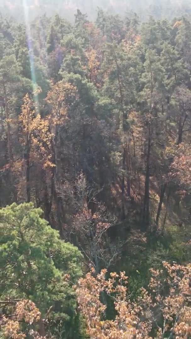 Vídeo Vertical Bosque Con Muchos Árboles Otoño — Vídeos de Stock