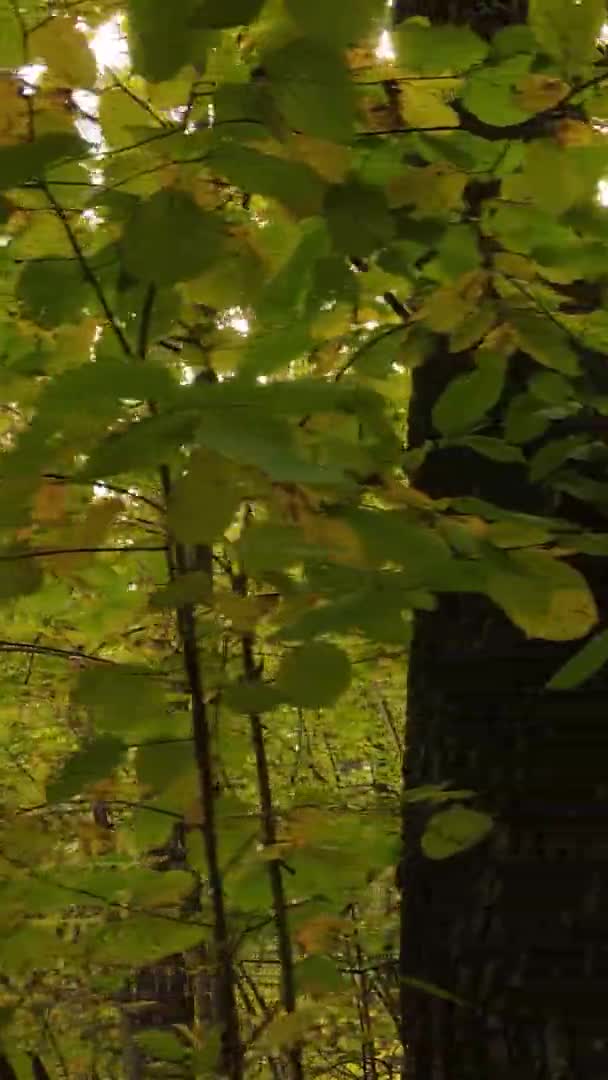 Verticale Video Van Een Bos Met Veel Bomen Herfst — Stockvideo