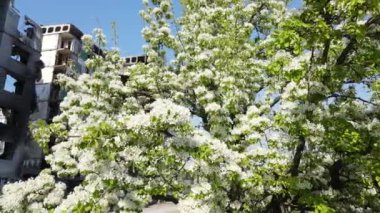 Ukrayna, Borodyanka - yıkılmış konut binası