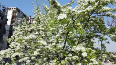 Savaşın sonuçları - Ukrayna, Borodyanka 'da yıkık dökük konut binası