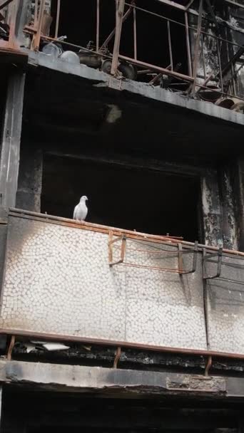 Pionowe Wideo Spalonego Zniszczonego Domu Kijowie Ukraina — Wideo stockowe