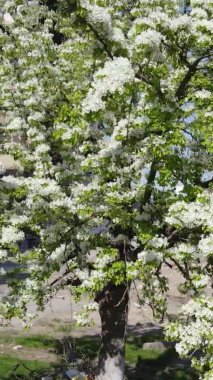 Borodyanka, Ukrayna 'da yıkılmış bir binanın dikey videosu